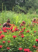 SOIL TO SOUL: Spring Wild Harvest: Sharing Mother Nature's Bounty Edible & Medicinal Plant Walk with Dina Falconi
